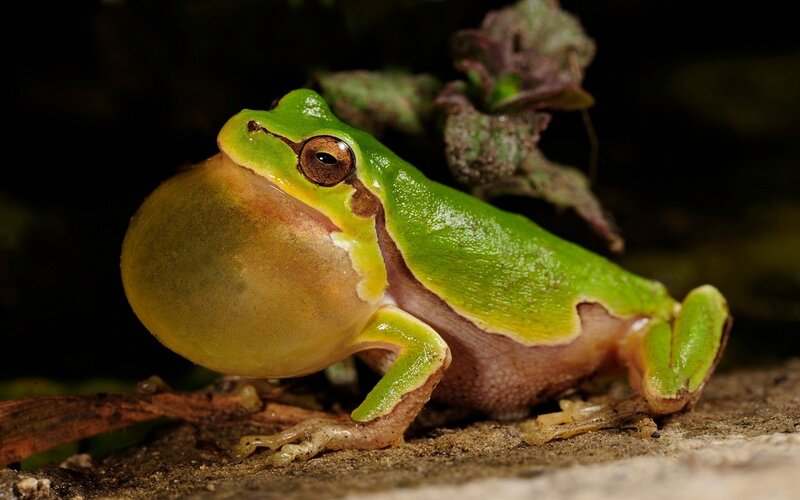 Green Tree Frog — Natural, Night