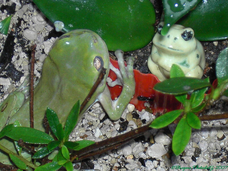 Green Tree Frog — Natural, Photograph, Ceramic Frog