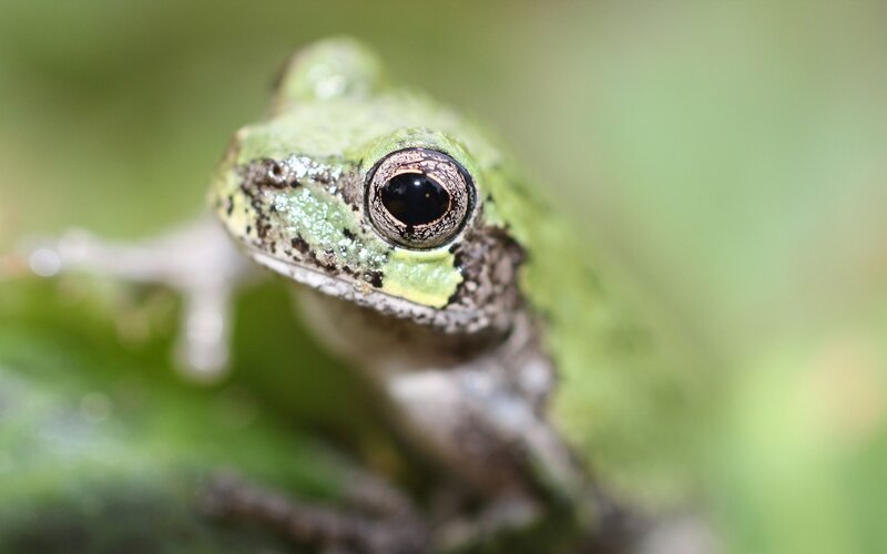Green Tree Frog — Natural, Photograph, Eye