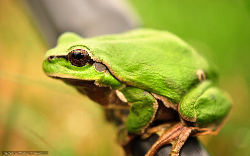 Green Tree Frog — Natural, Photograph, Leaf, Eye