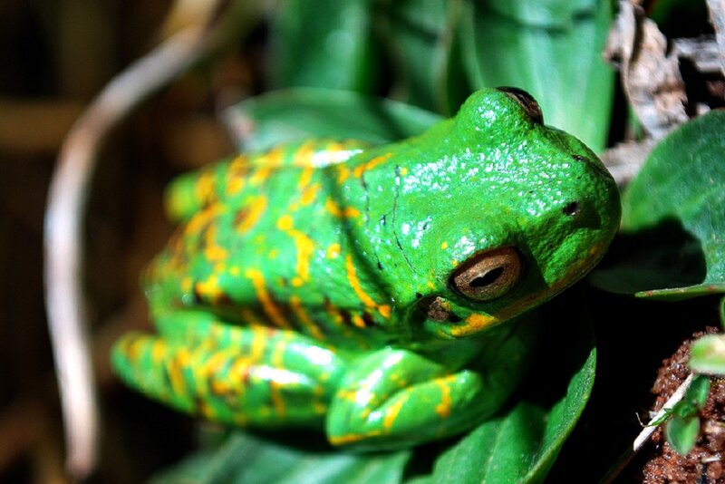 Green Tree Frog — Natural, Photograph, Leaf, Plant, Forest