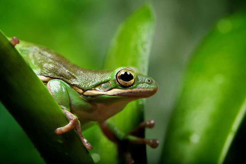 Green Tree Frog — Natural, Photograph, Leaf, Plant