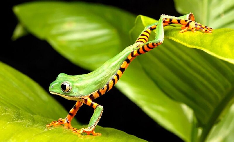 Green Tree Frog — Natural, Photograph, Leaf