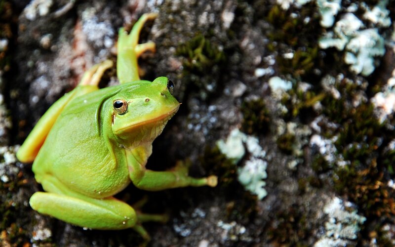 Green Tree Frog — Natural, Photograph, Moss, Lichen