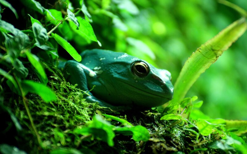 Green Tree Frog — Natural, Photograph, Moss