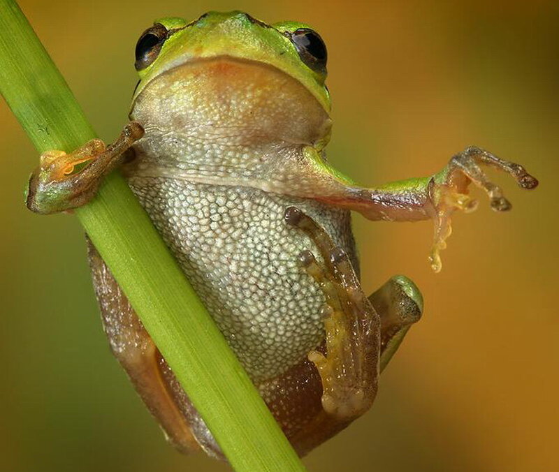 Green Tree Frog — Natural, Photograph, Plant Stem