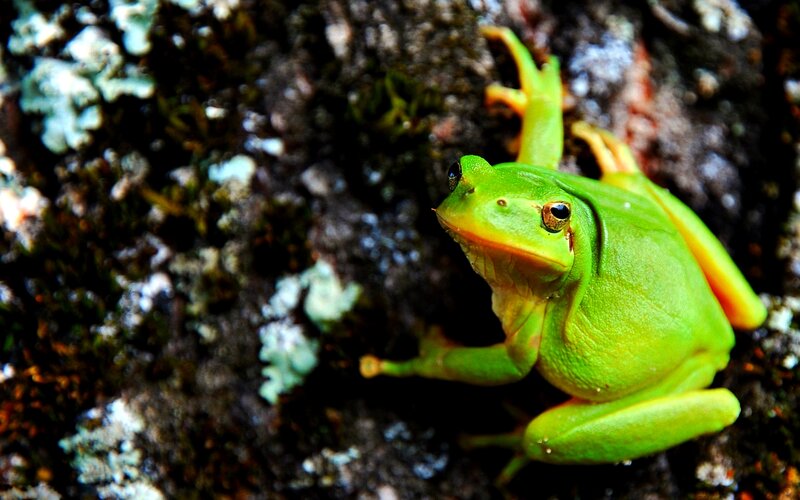 Green Tree Frog — Natural, Photograph, Rock