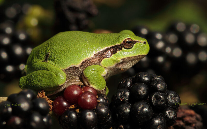 Green Tree Frog — Natural
