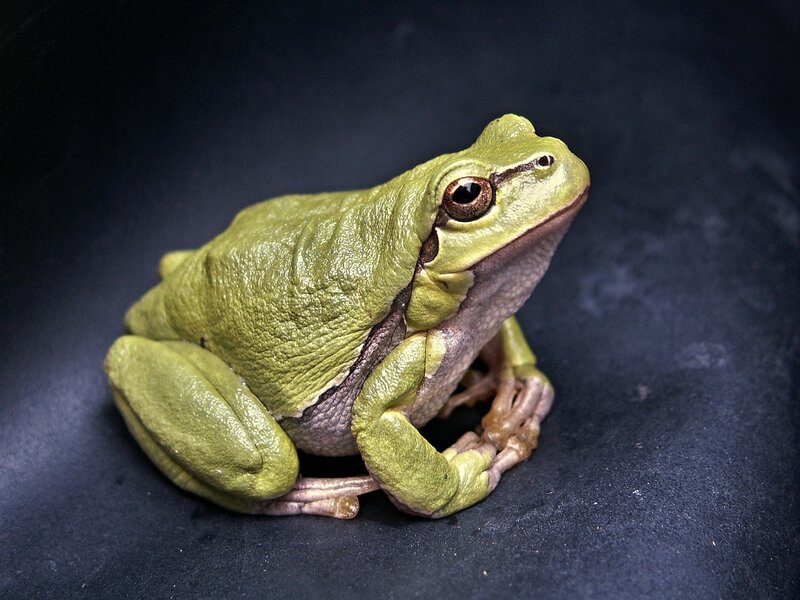 Green Tree Frog — Neutral, Photograph, Dark Surface