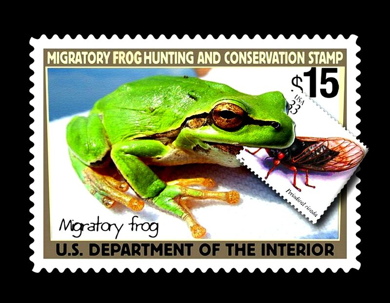 Green Tree Frog — Neutral, Photograph, Insect