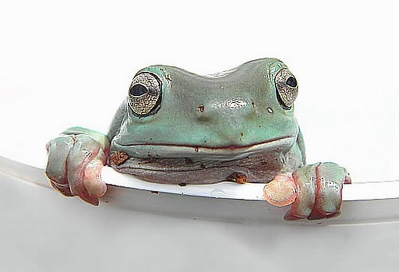 Green Tree Frog — Neutral, Photograph
