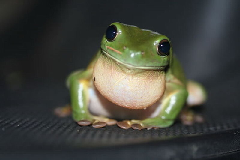 Green Tree Frog — Neutral