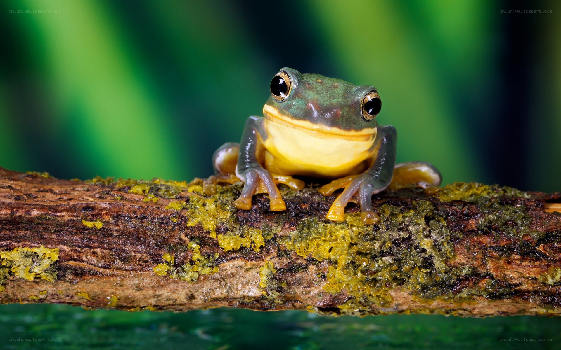 green tree frog on a branch