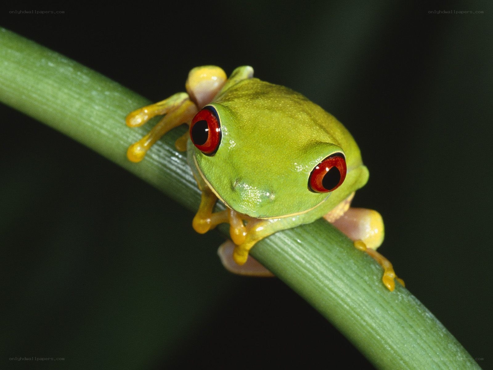 green tree frog on a branch