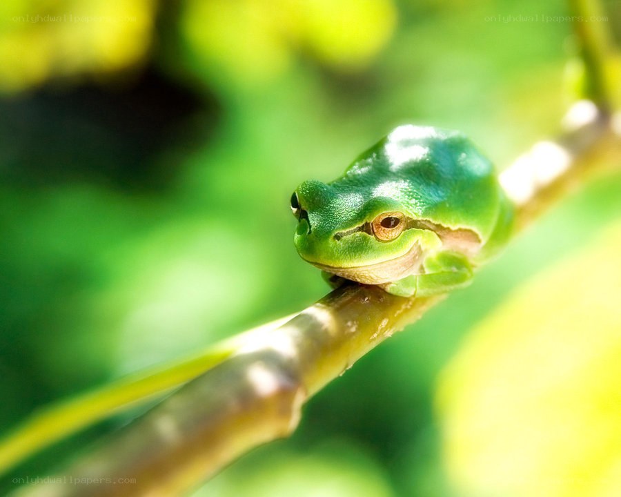 Green tree frog on a branch
