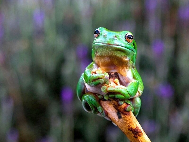 green tree frog on a branch