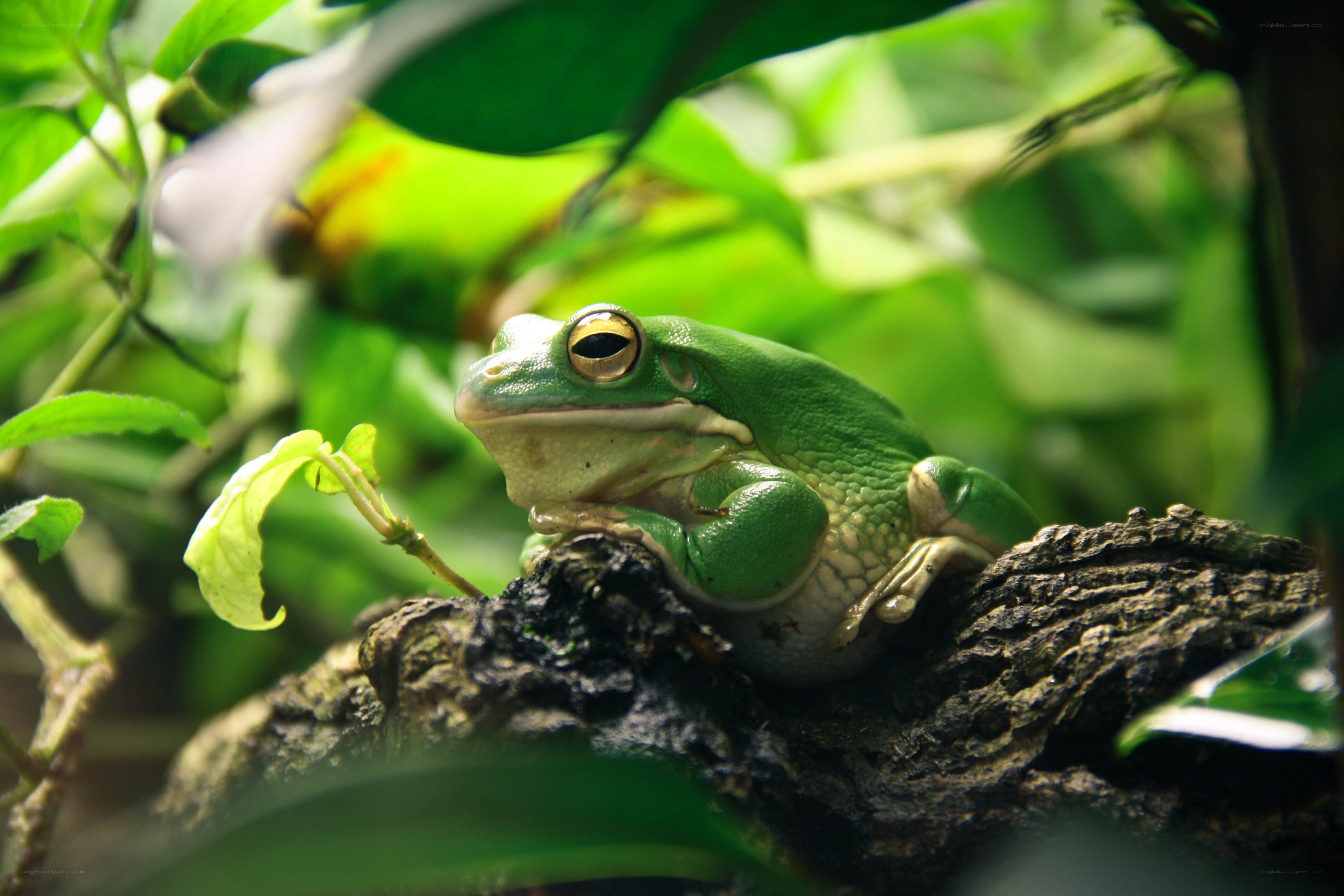 Green tree frog on a branch