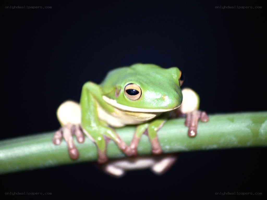 green tree frog on a branch