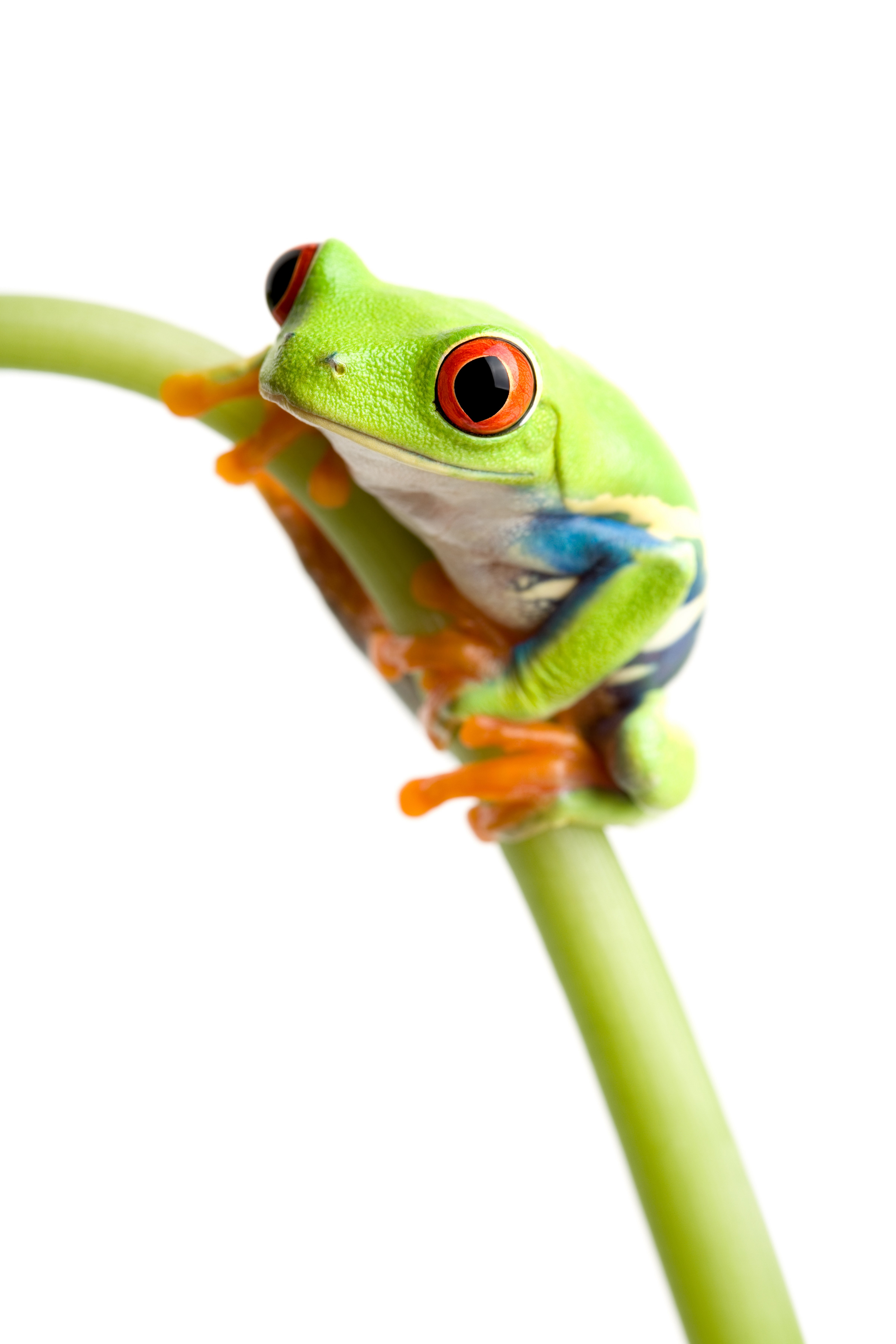 green tree frog on a branch