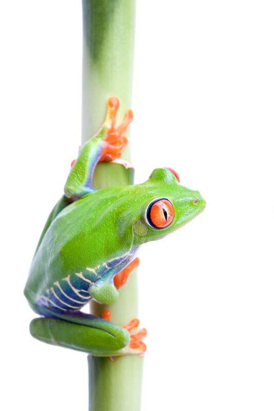 green tree frog on a branch