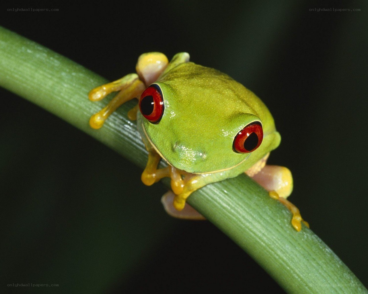 green tree frog on a branch