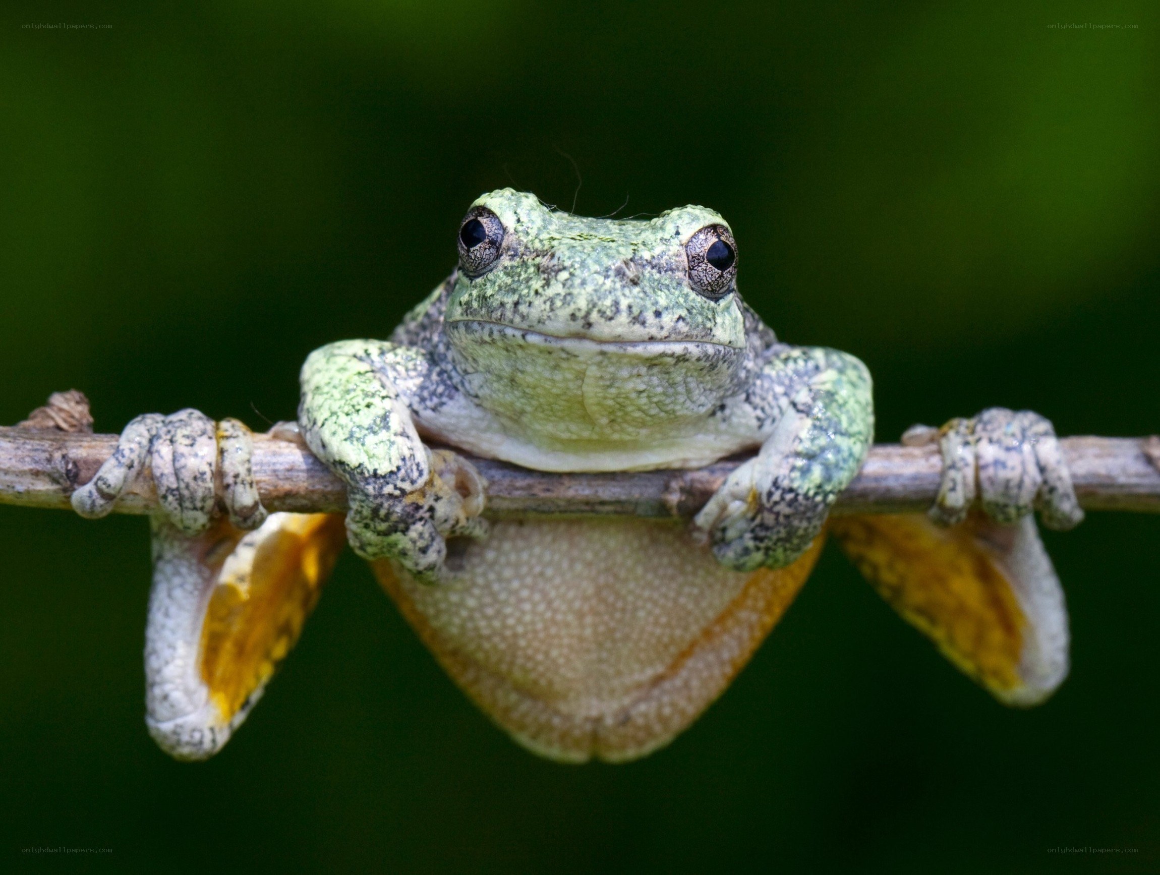 green tree frog on a branch