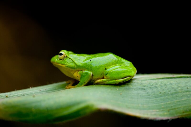 Green tree frog on a leaf