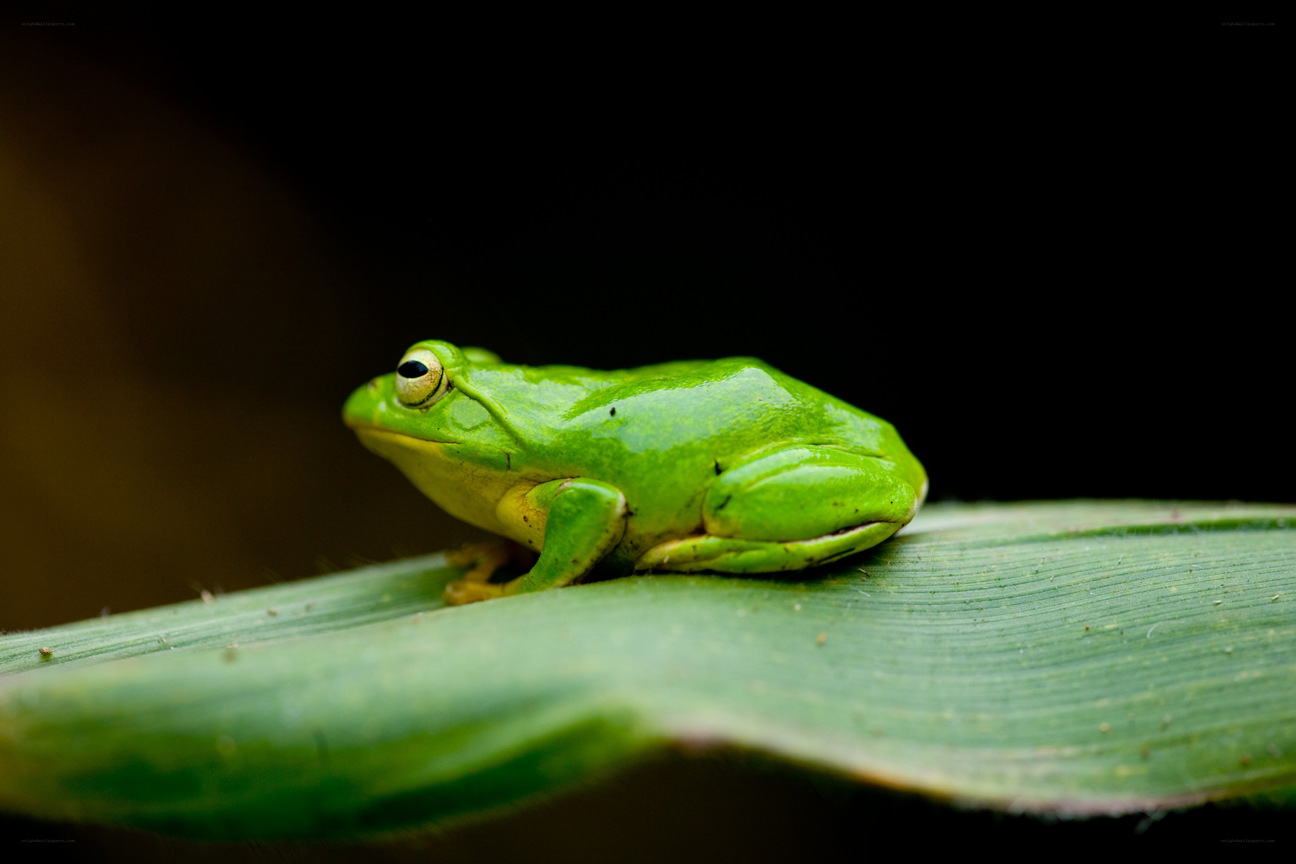 Green tree frog on a leaf