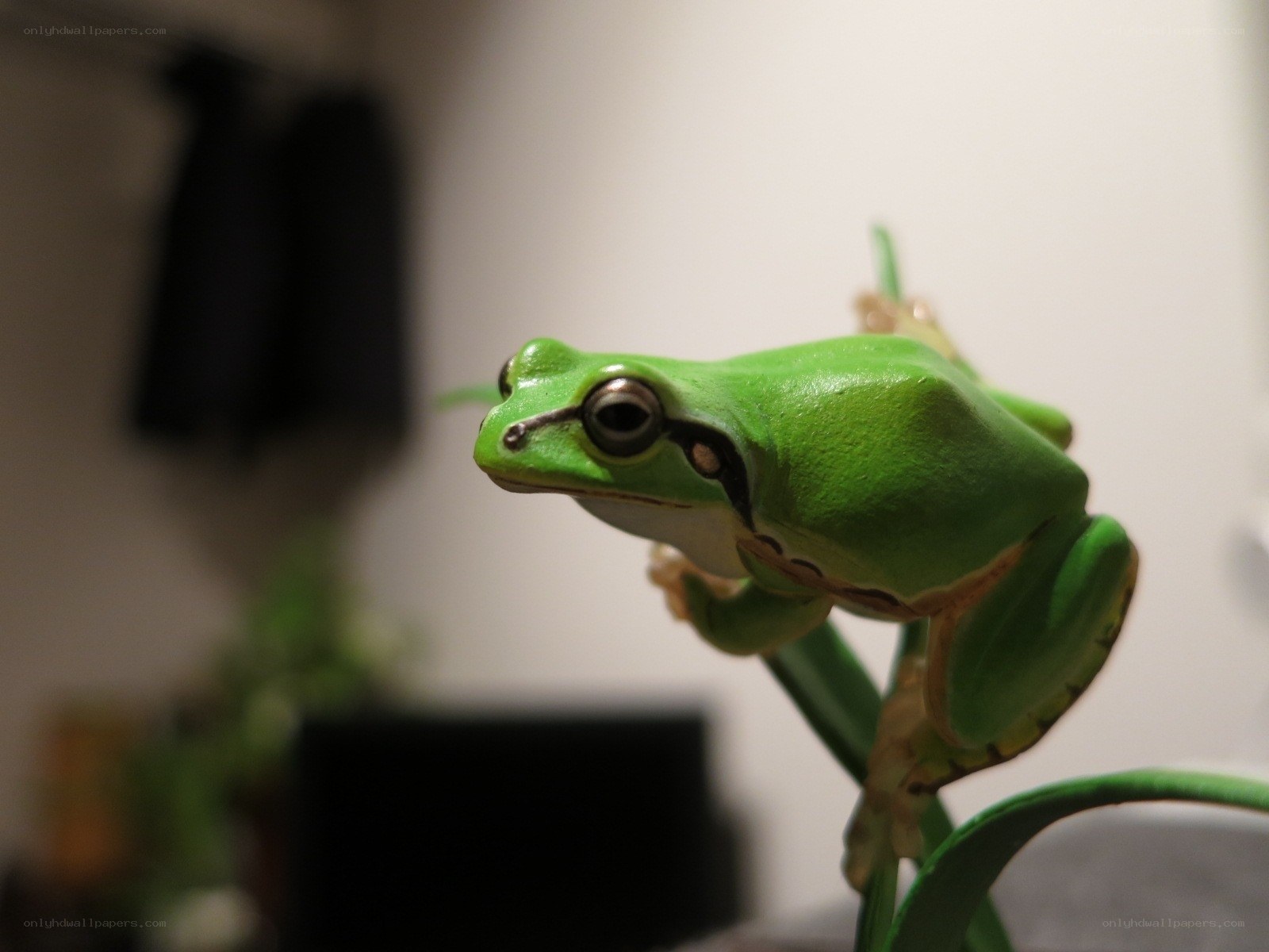 green tree frog on a leaf