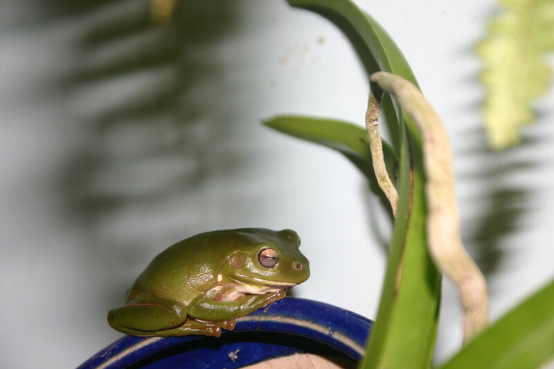 green tree frog on a pot