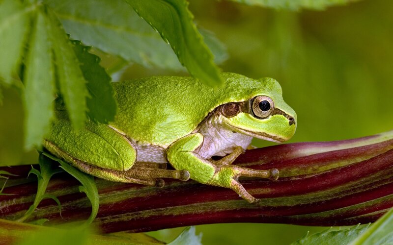 green tree frog on a stem