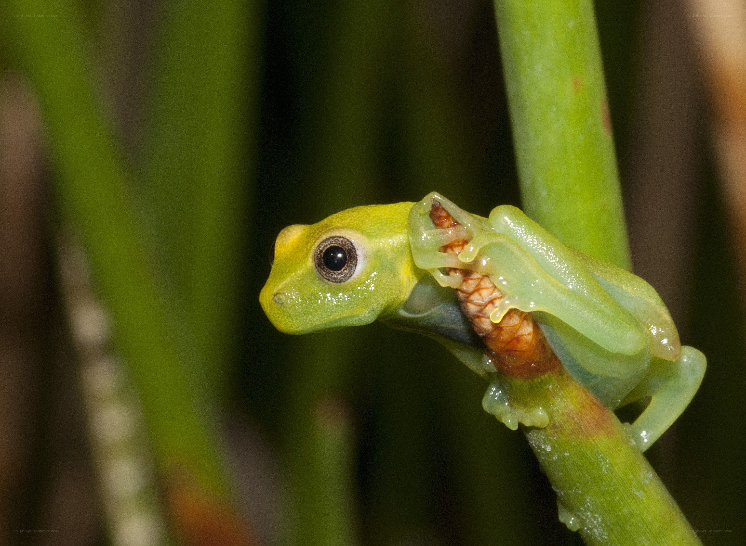 green tree frog on a stem