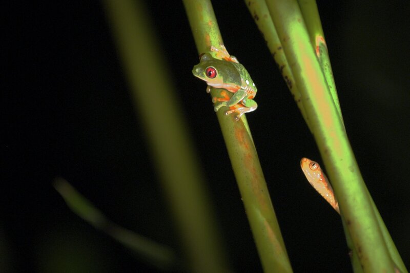 Green tree frog on a stem