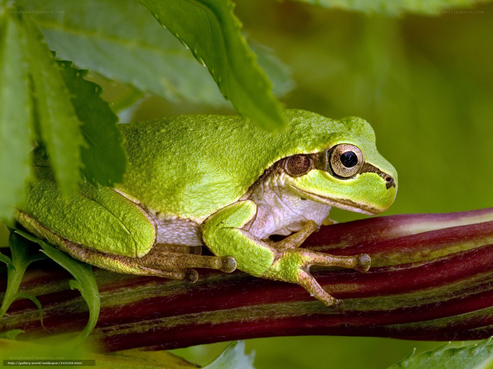 green tree frog on a stem