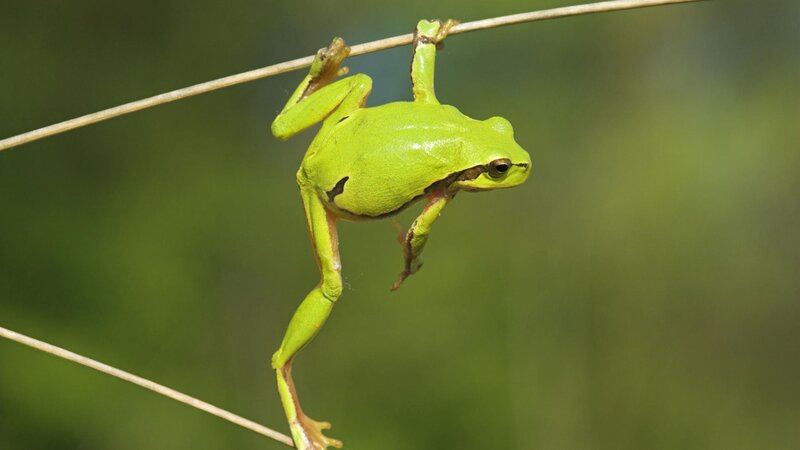 green tree frog on a twig
