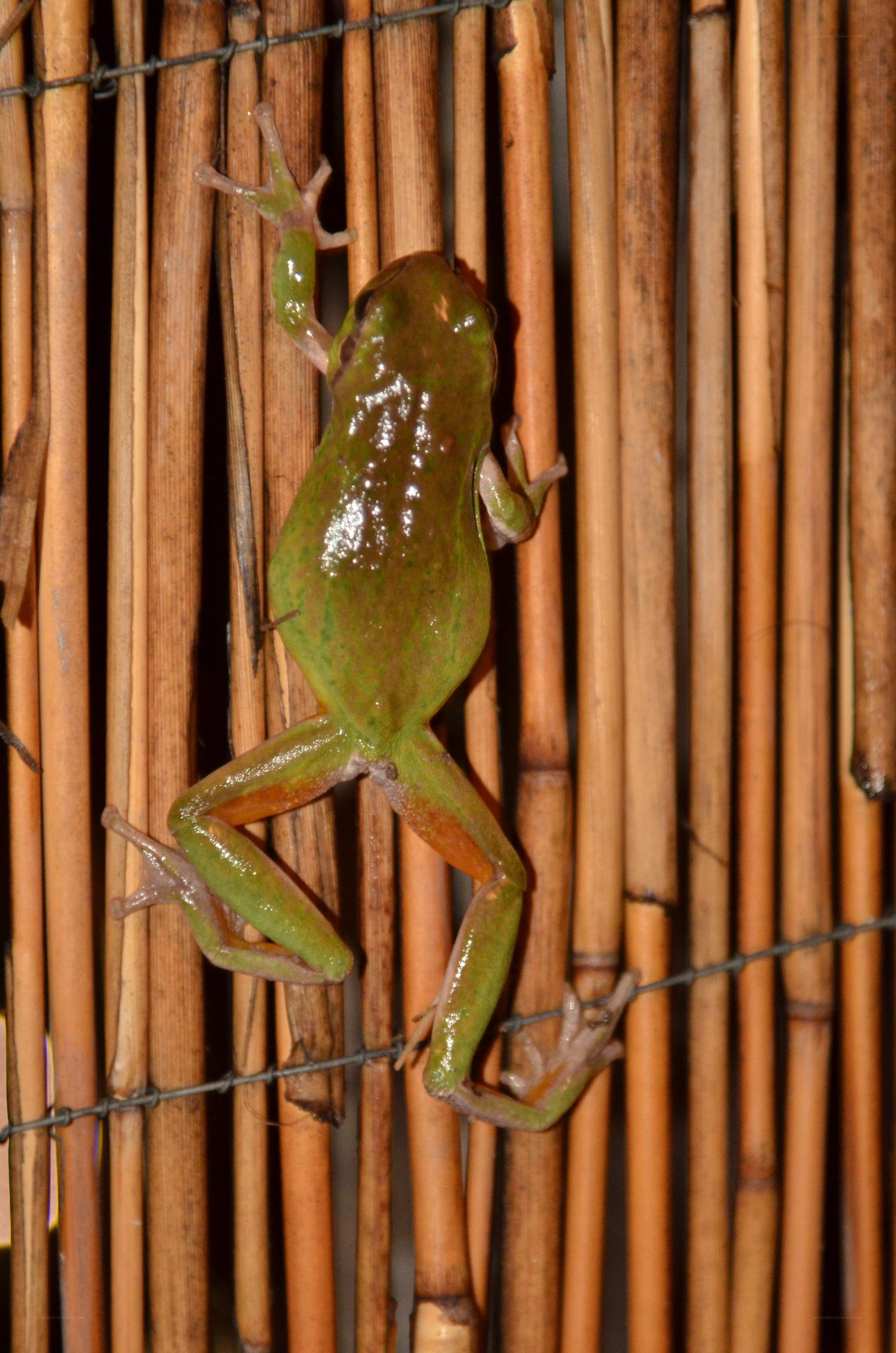 green tree frog on bamboo