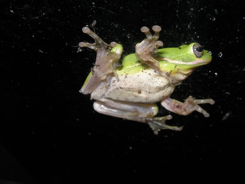 green tree frog on black surface