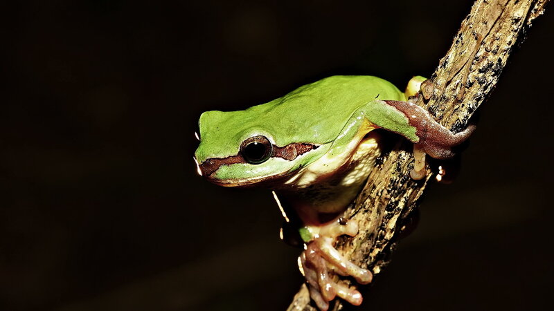 green tree frog on branch