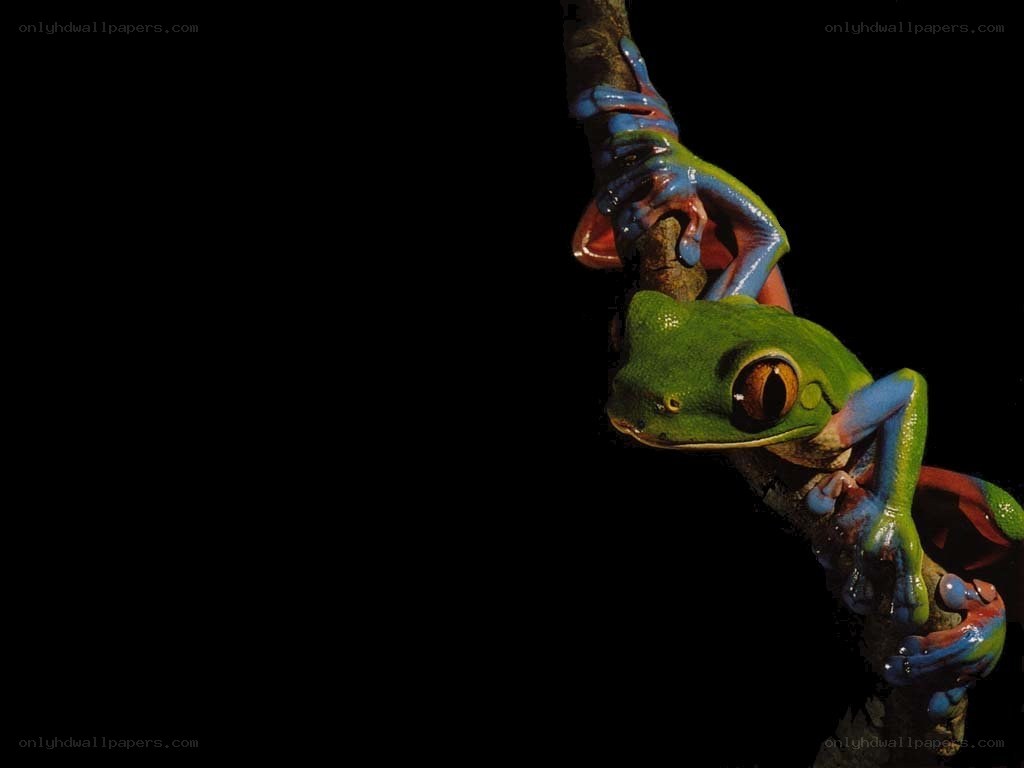 green tree frog on branch