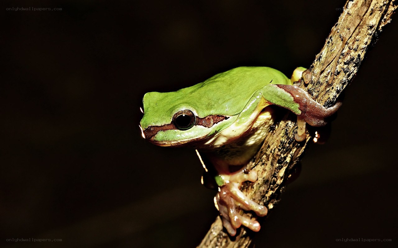 green tree frog on branch