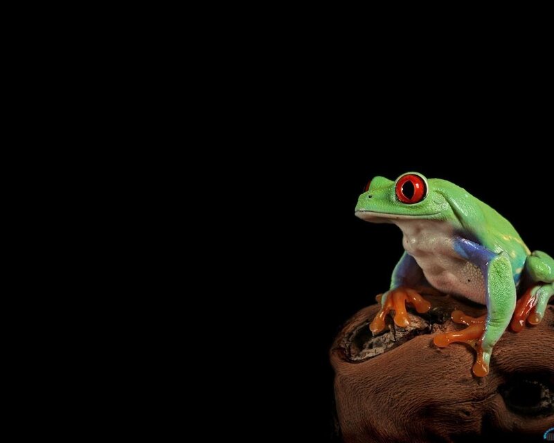green tree frog on branch
