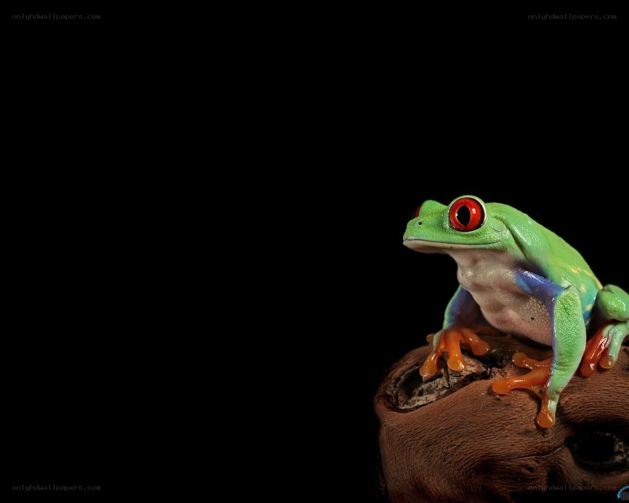 green tree frog on branch