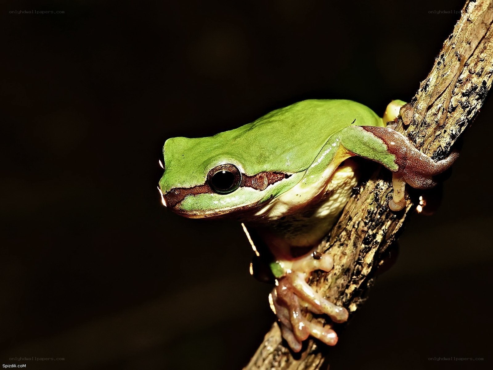 green tree frog on branch