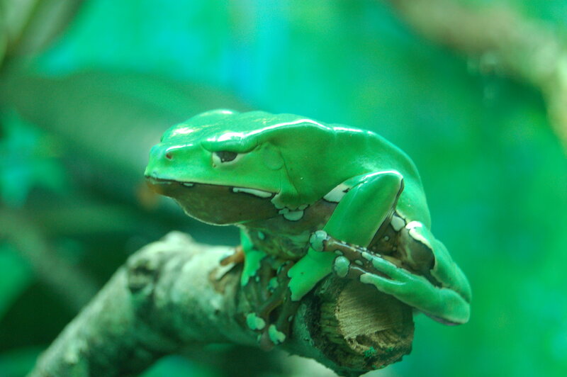 green tree frog on branch
