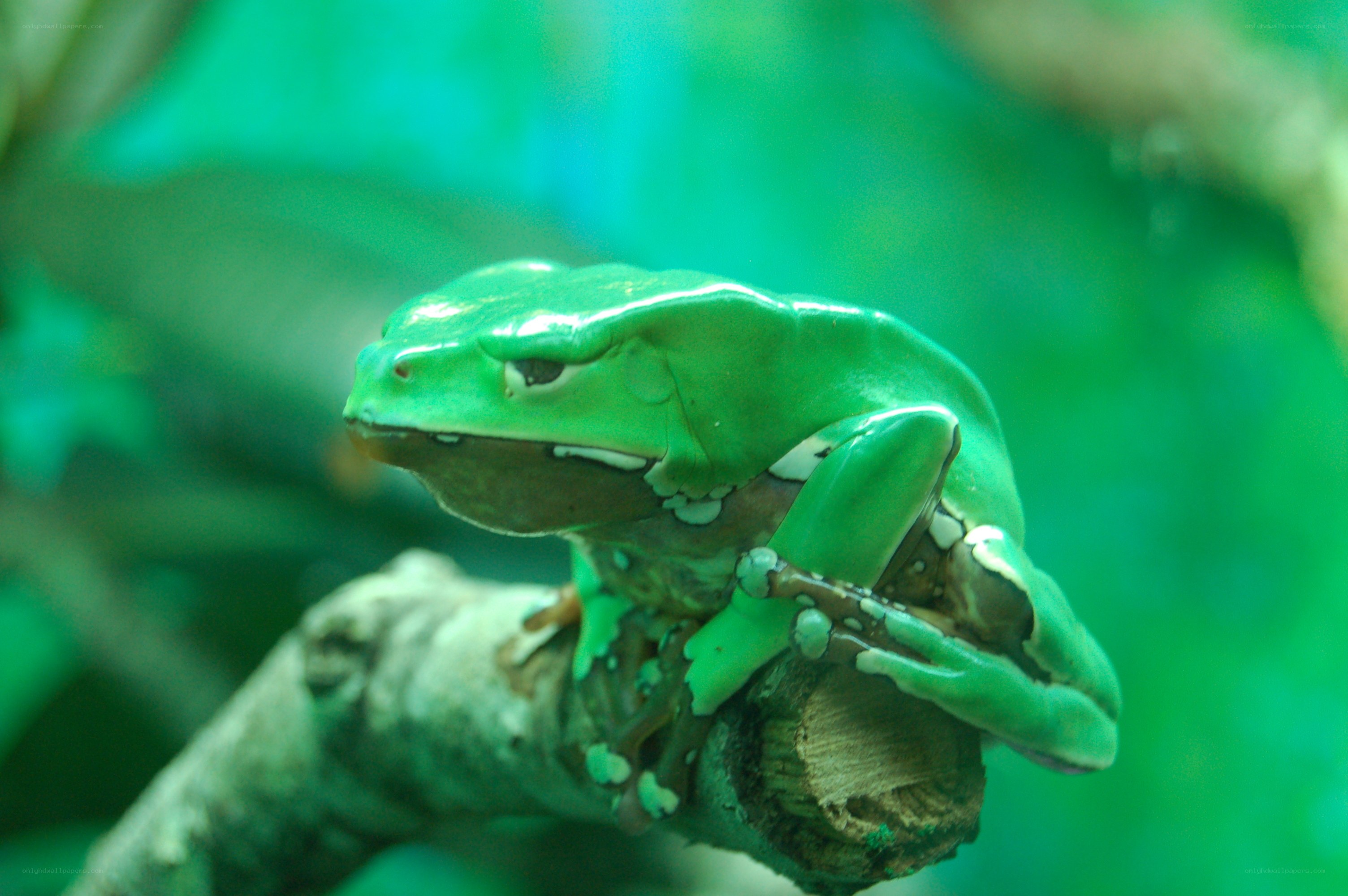 green tree frog on branch