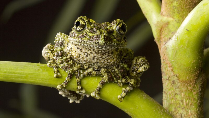green tree frog on branch