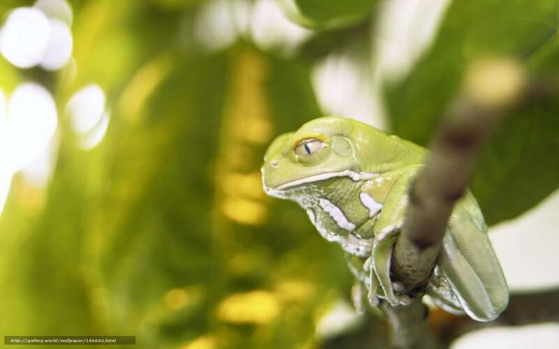 green tree frog on branch