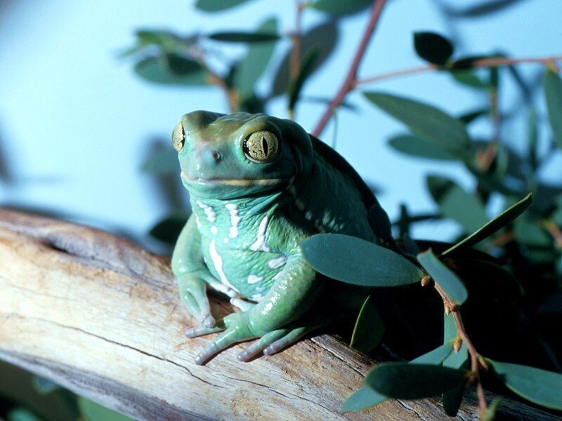 green tree frog on branch