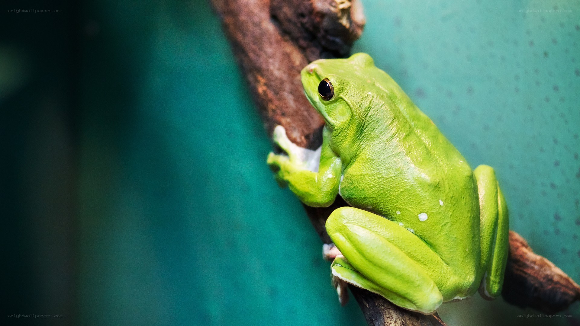 green tree frog on branch