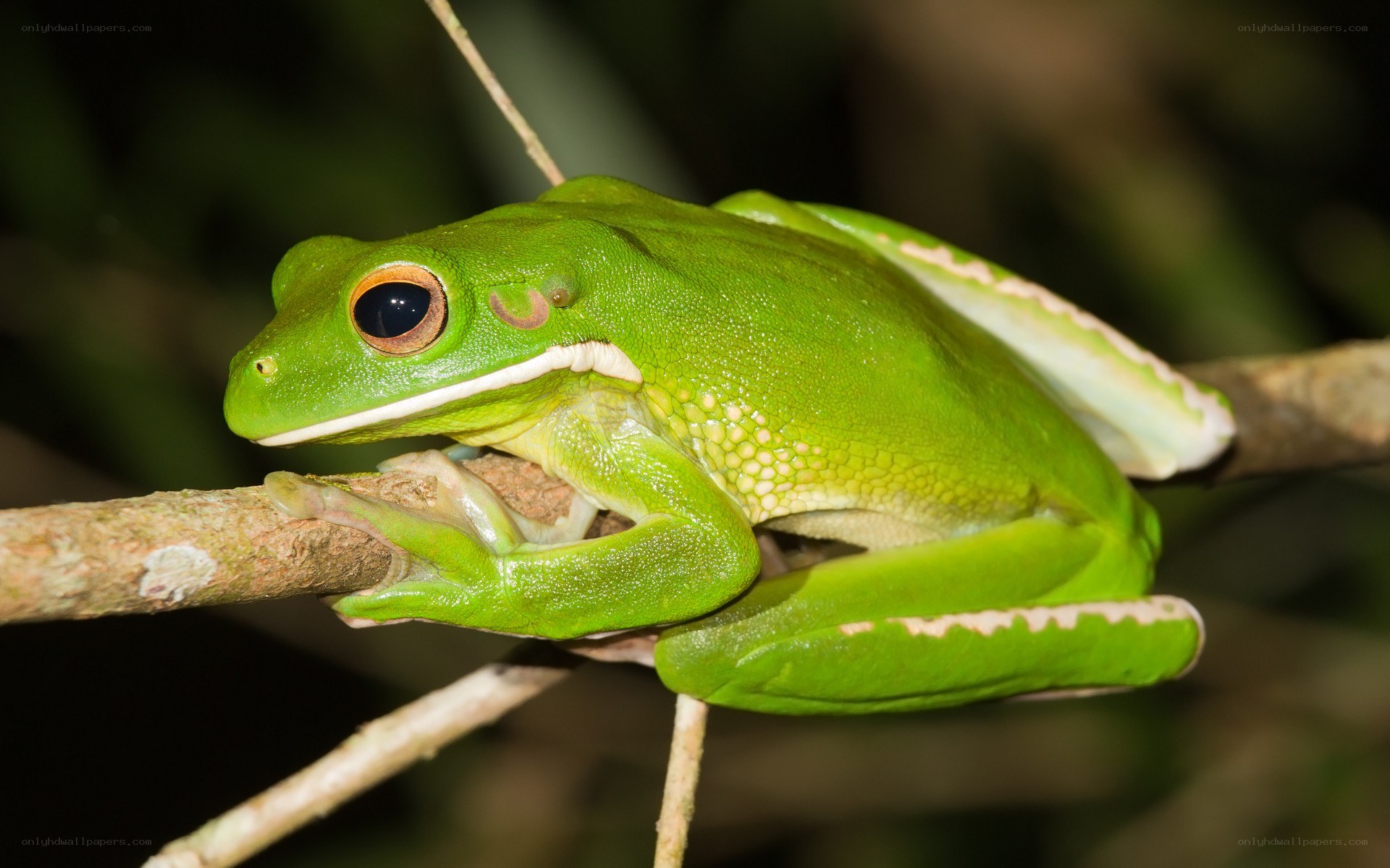 green tree frog on branch